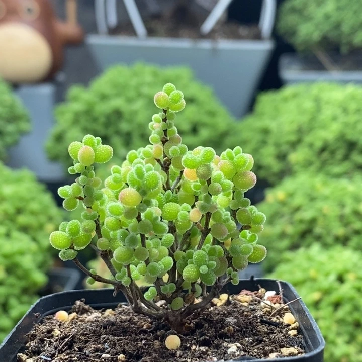 恩***．蜜橘糖球8236枝干番杏