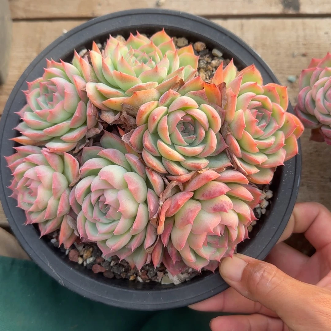侧影群生五十包邮