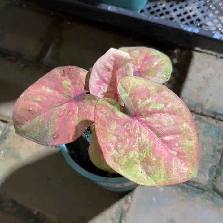 泰国彩叶芋15-0802