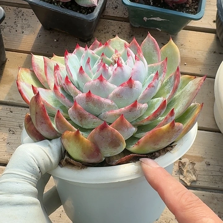 惊鸿惊鸿惊鸿花脸 12 公分内勾