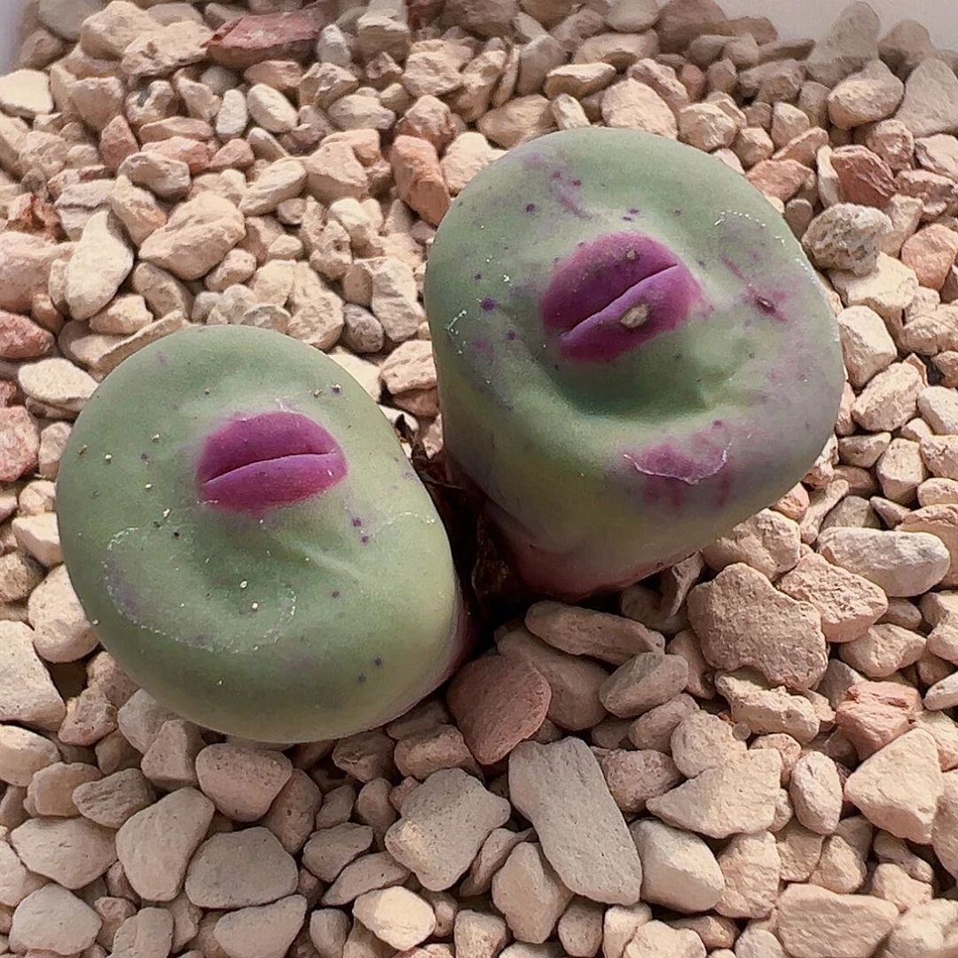 无花朵特选大红唇dows