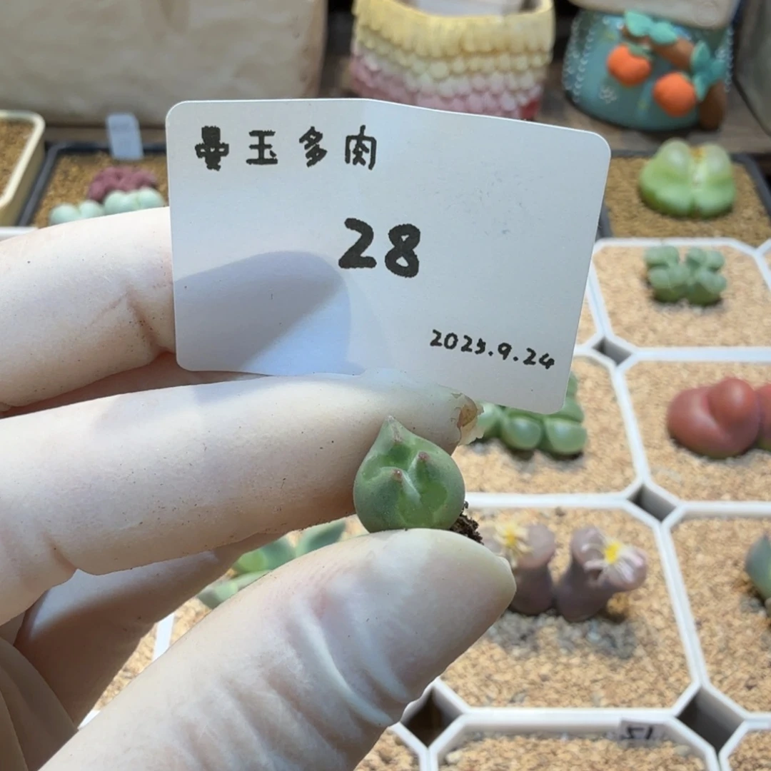 *****多肉多肉多肉9.24-028空蝉 （青蛙种源）