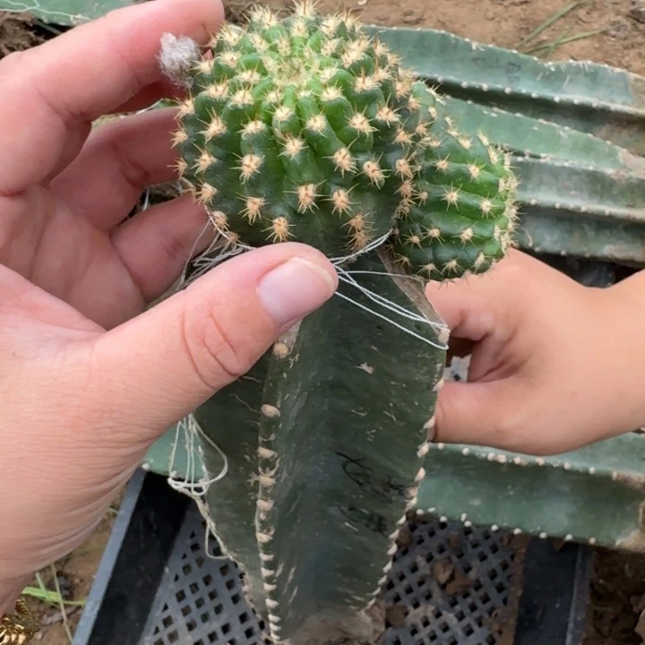 303量天尺嫁接嫦娥脱土发货斑