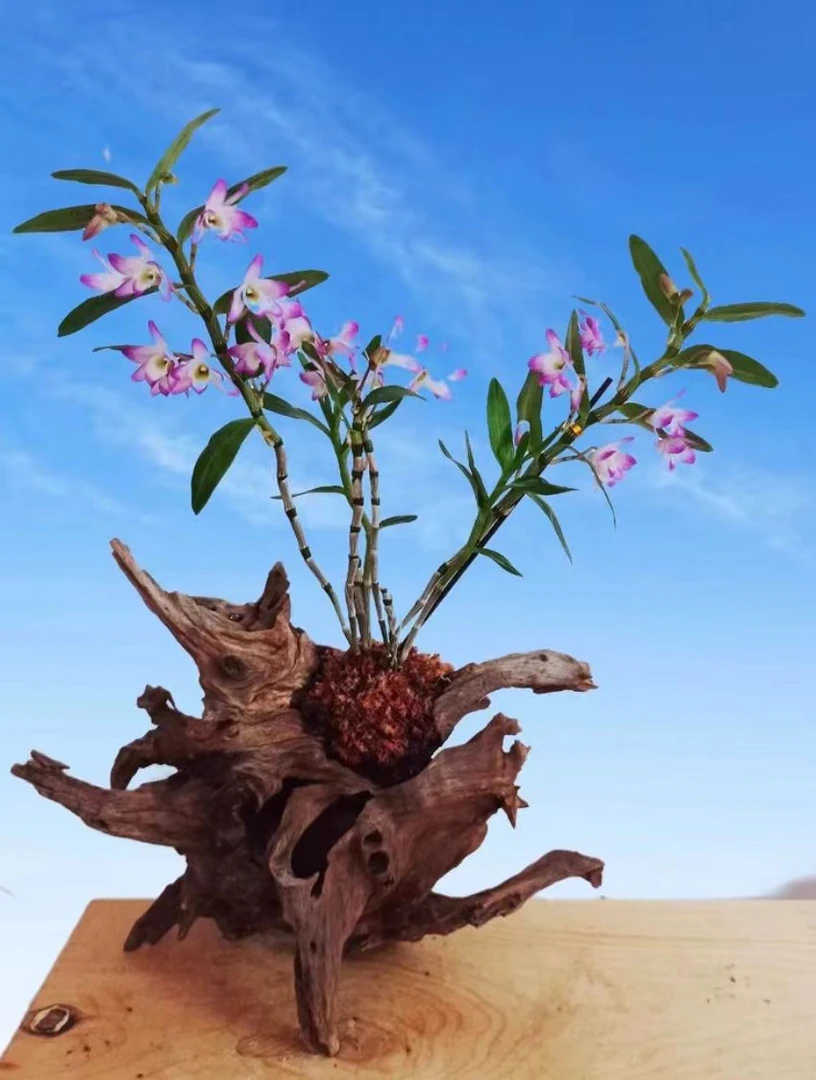 石斛兰贝母绿植盆栽盆景直播专享