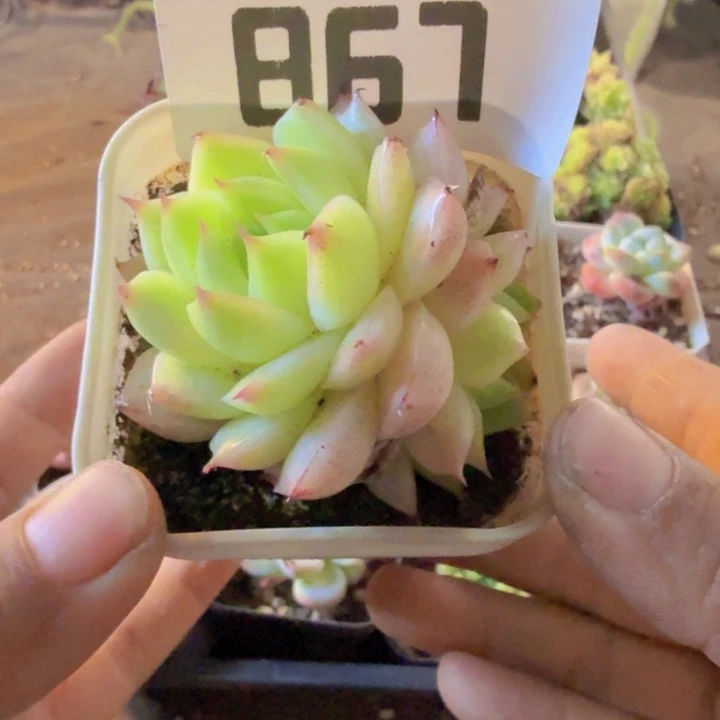 867.qqqqqqqqqqqq