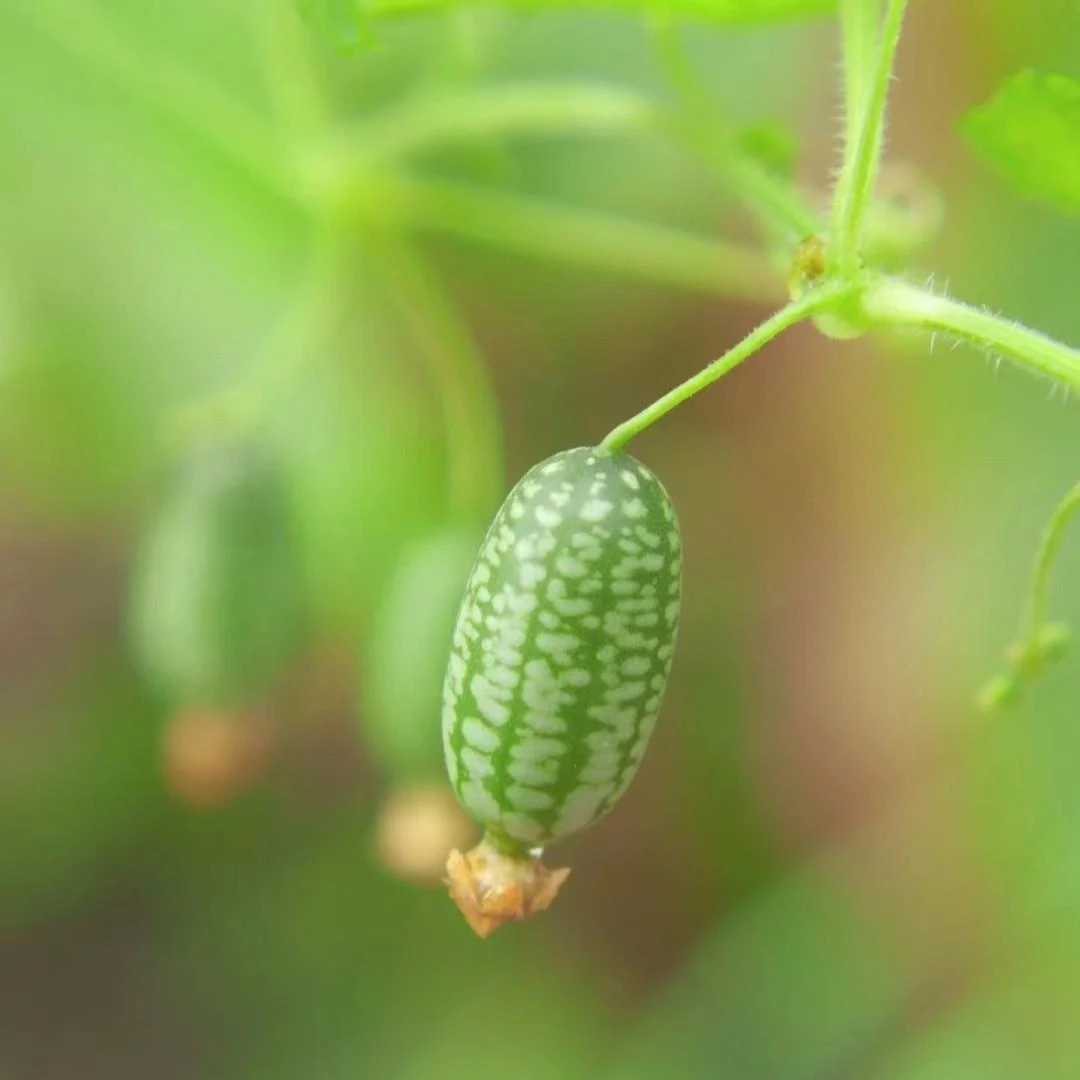 【拇指西瓜种子】四季阳台盆栽蔬菜种子迷你西瓜