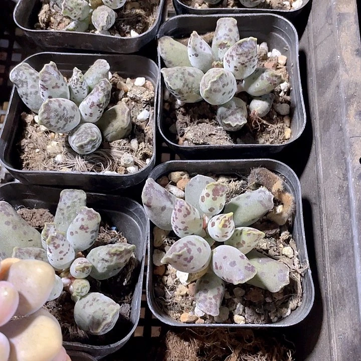 海豹3.8带盆土发