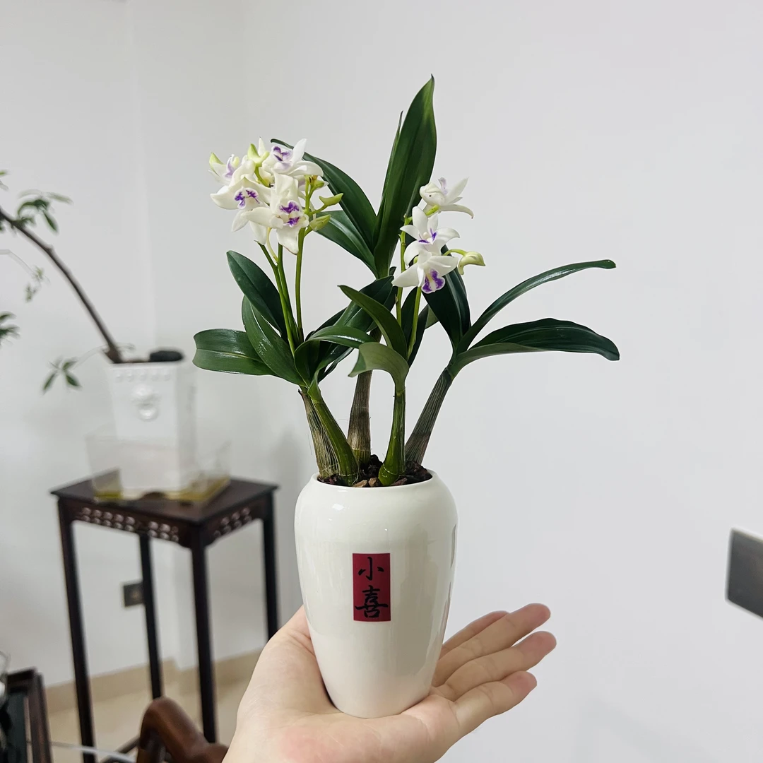 澳洲香水石斛室内好养带花苞加赠陶瓷盆和底座