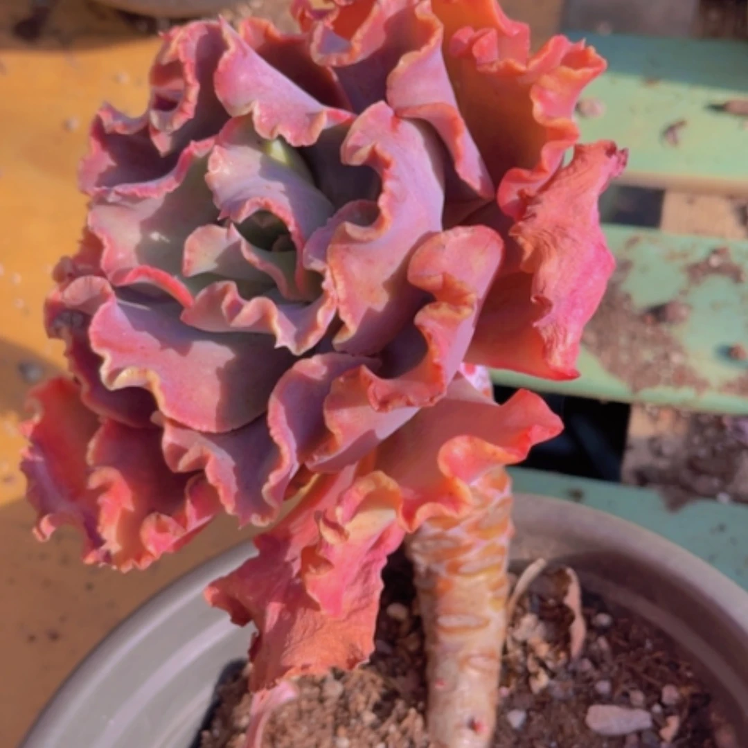 【闪购商品】红婚纱19215