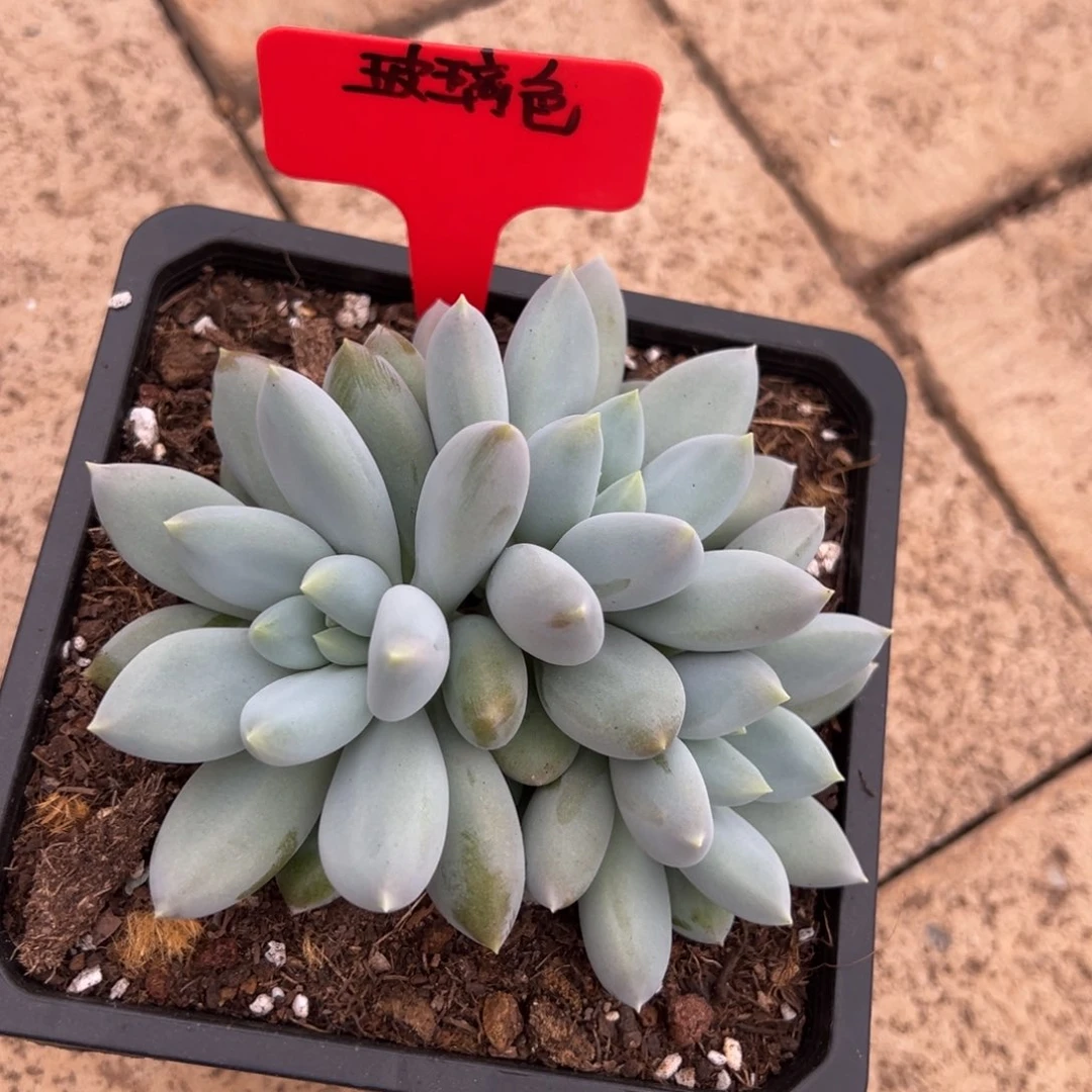 玻***兔我也要努力去实现这个这个