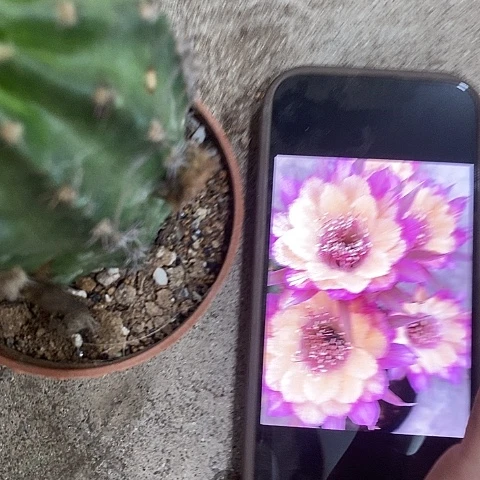 极光丽花，2578990