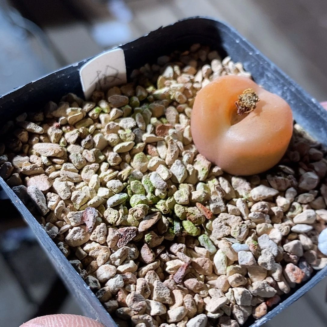 4356。       吕。   厚厚厚。