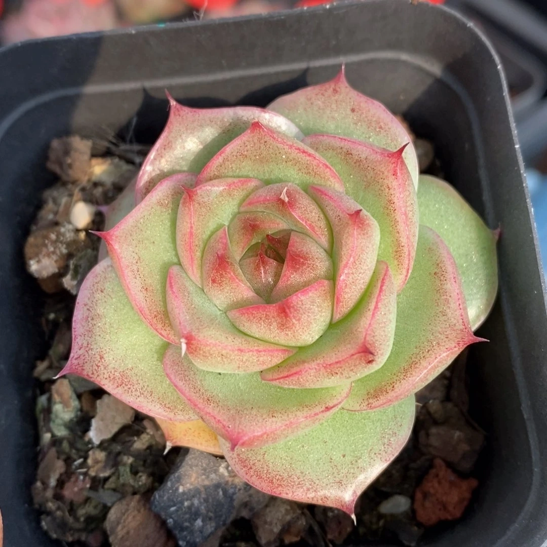 精品多肉一物一拍24