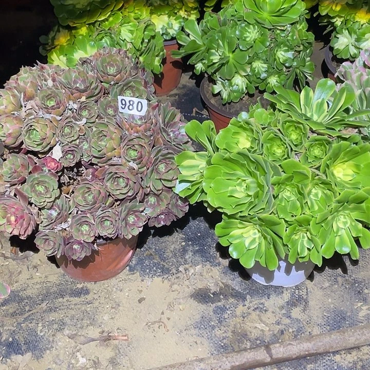 A****美多肉植物断枝不包980欣尼亚粉花妖