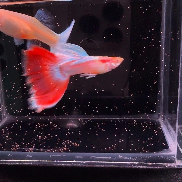 孔雀鱼赛线彩虹1对