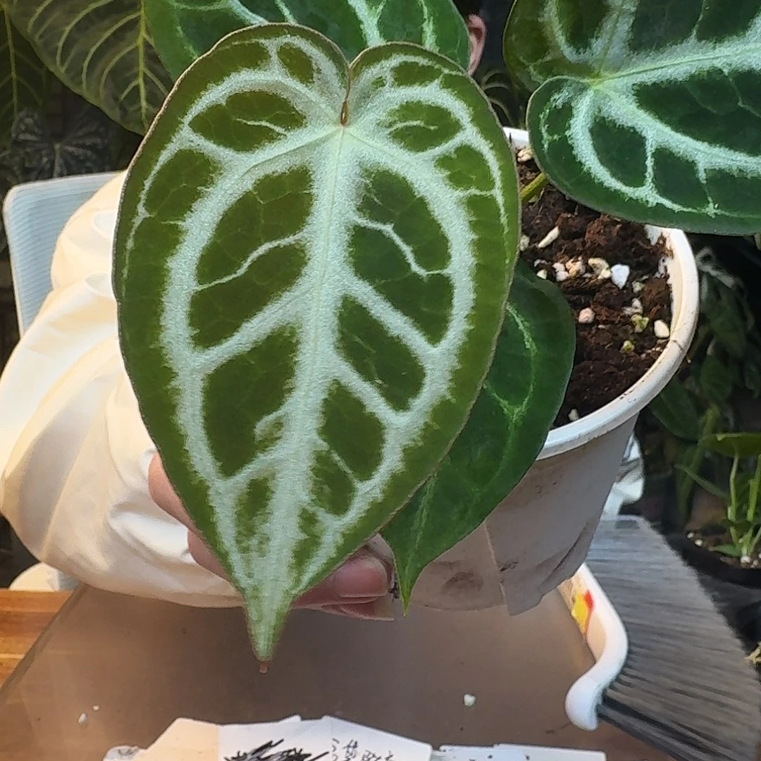 不开花植物J75狂想曲杂撕裂银狂