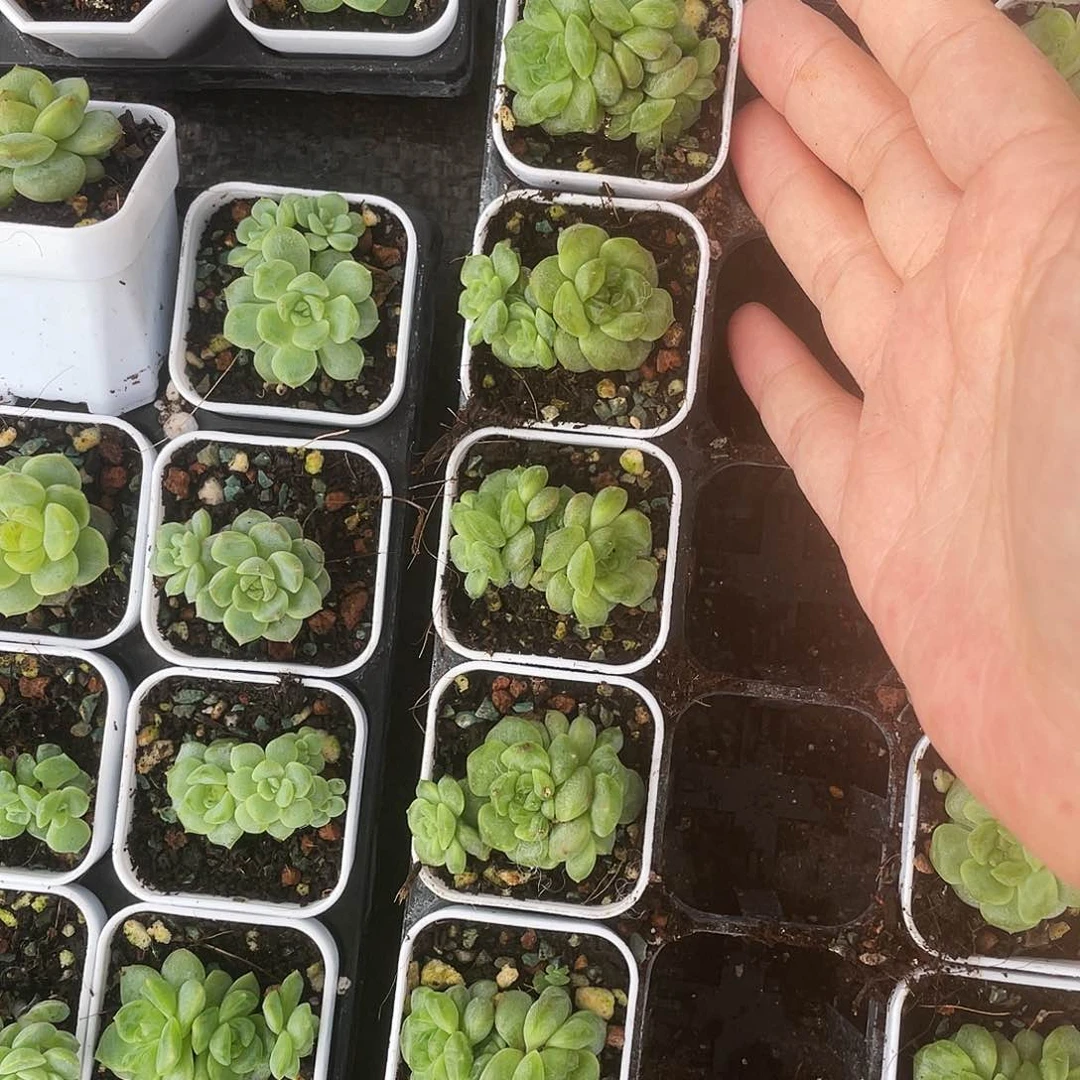 相柳三头 中苗盆9号床一个满25包邮