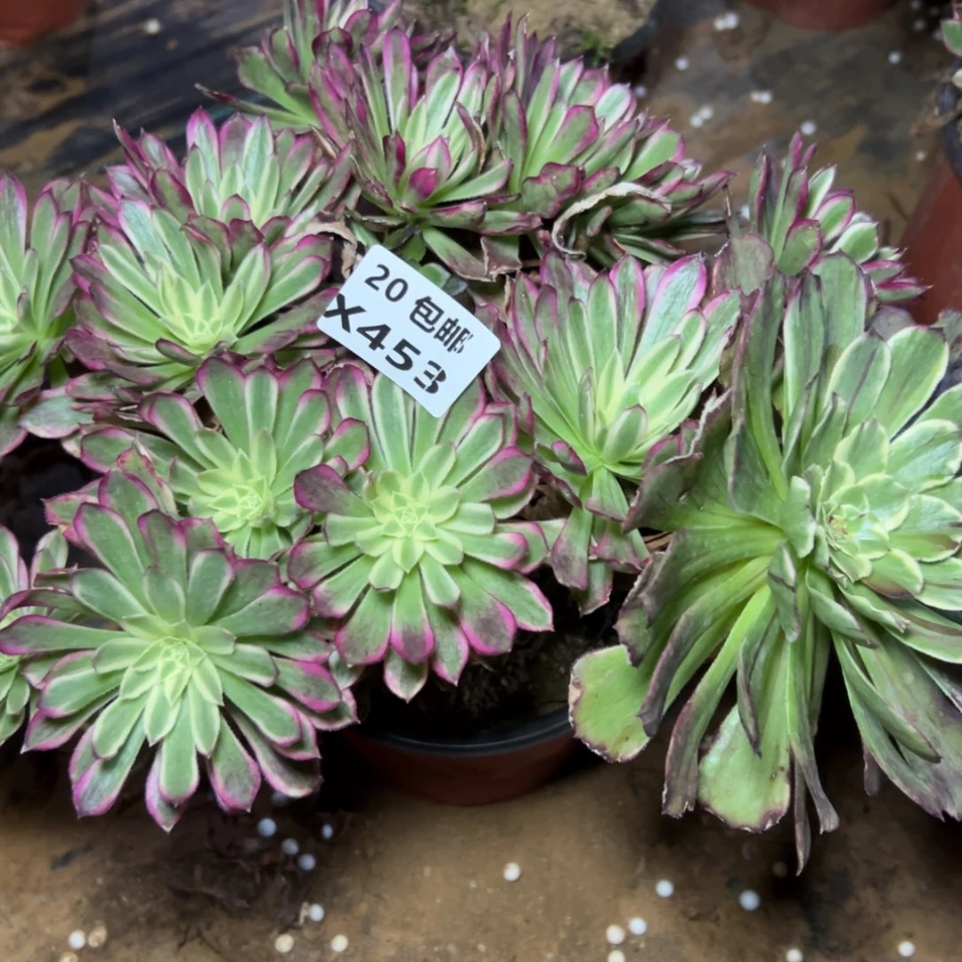 453仙墨，满20包邮嘟叮熊