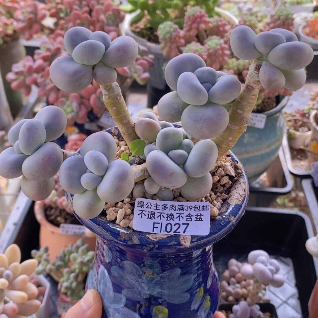 芭比奶洛12cm1027多肉植物