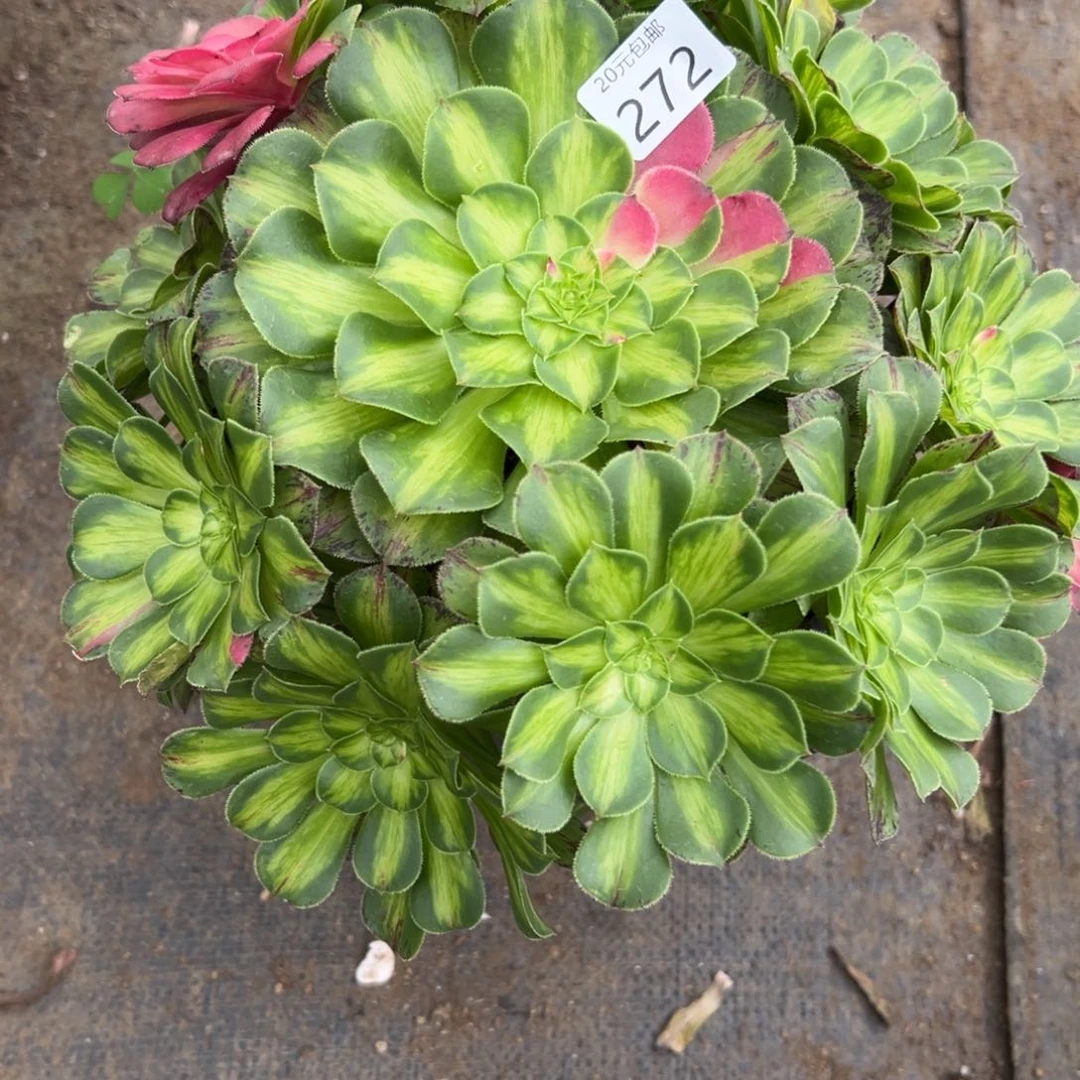 272知否多肉植物体