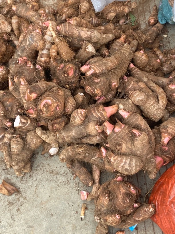 【山货 · 】现收特产干货土特产（小 芋 头）