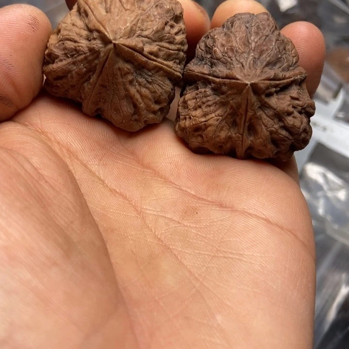 文玩核桃把件    50