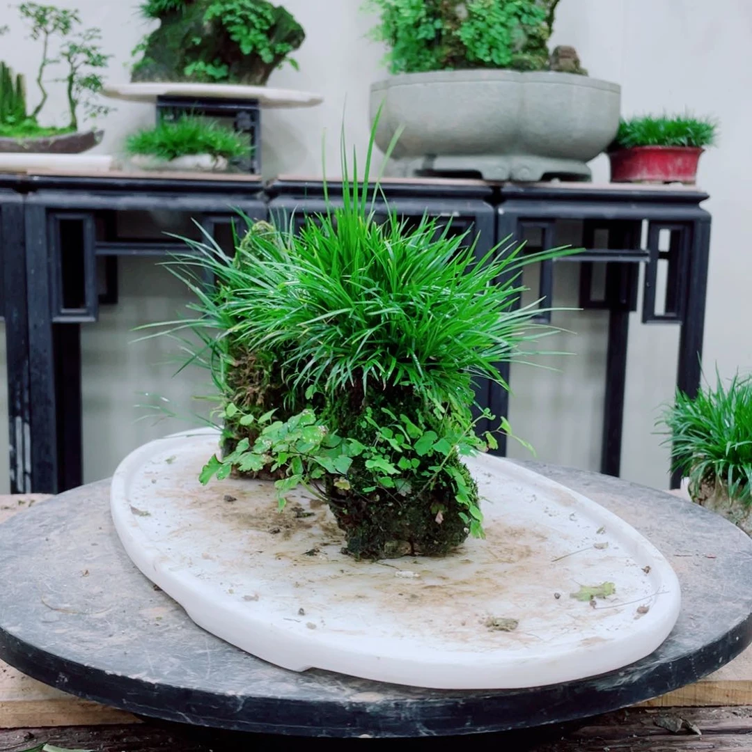 无铅玻璃我**家铁线蕨的一个分支叫做