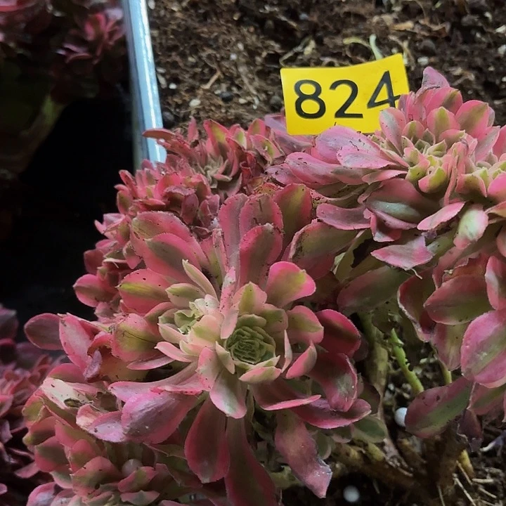 多肉植物福利824