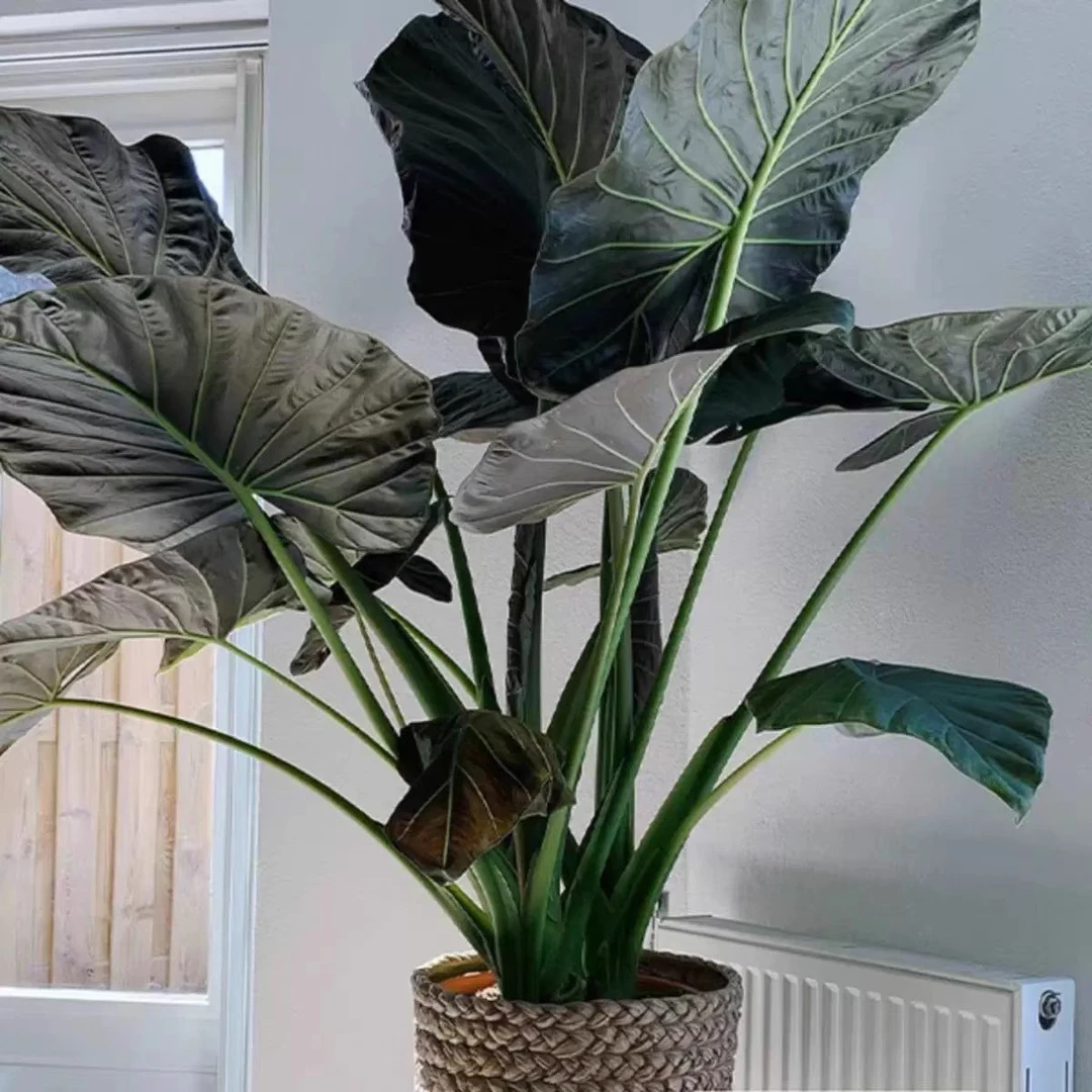 【帝王盾海芋】室内大型观叶植物