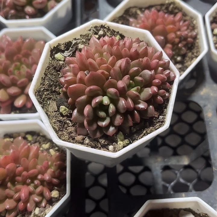 红宝石精品多肉植物
