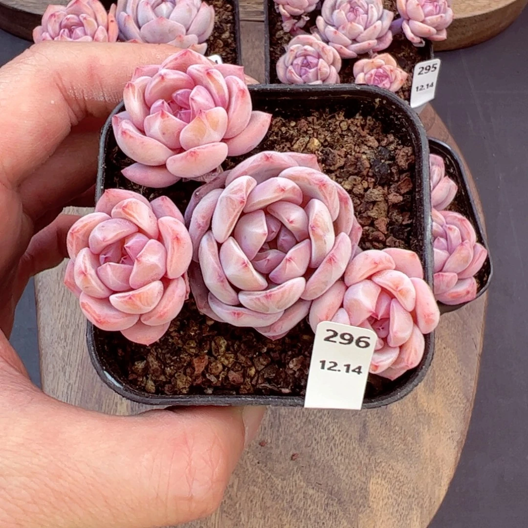 好好看296、哈哈哈哈