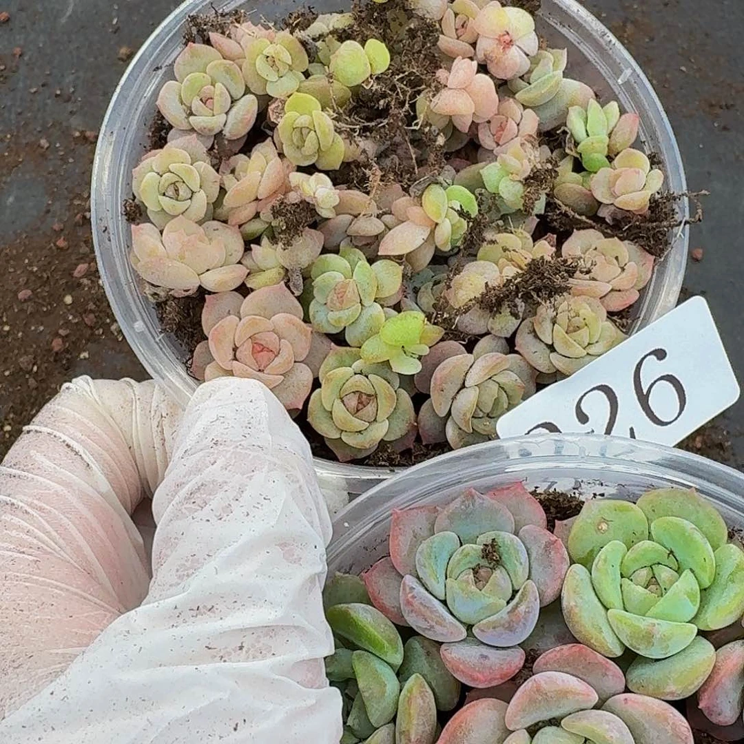 邓*多肉植物多肉植物226