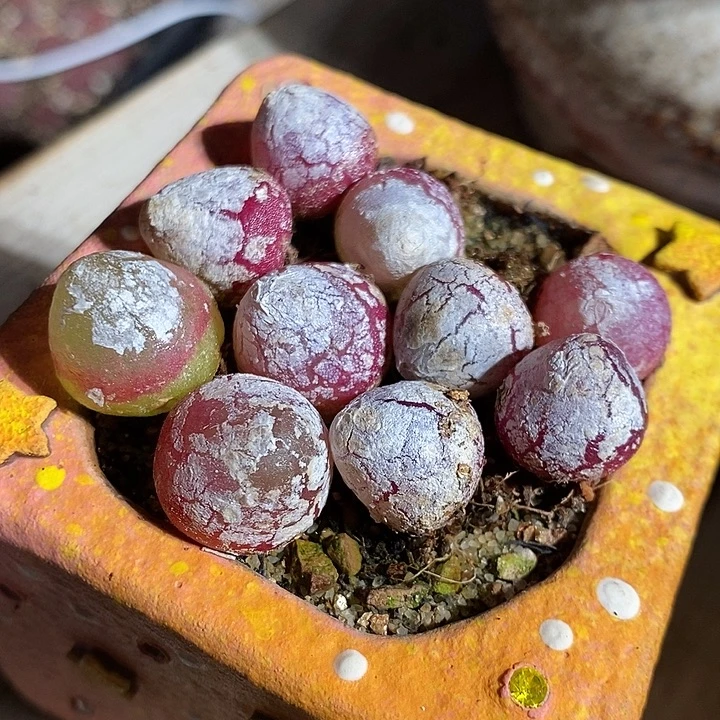 大于一厘米灯泡一组十颗。