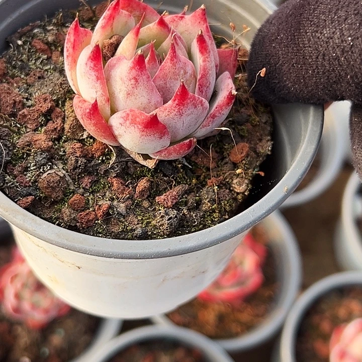 团  100    三盆  小惊鸿