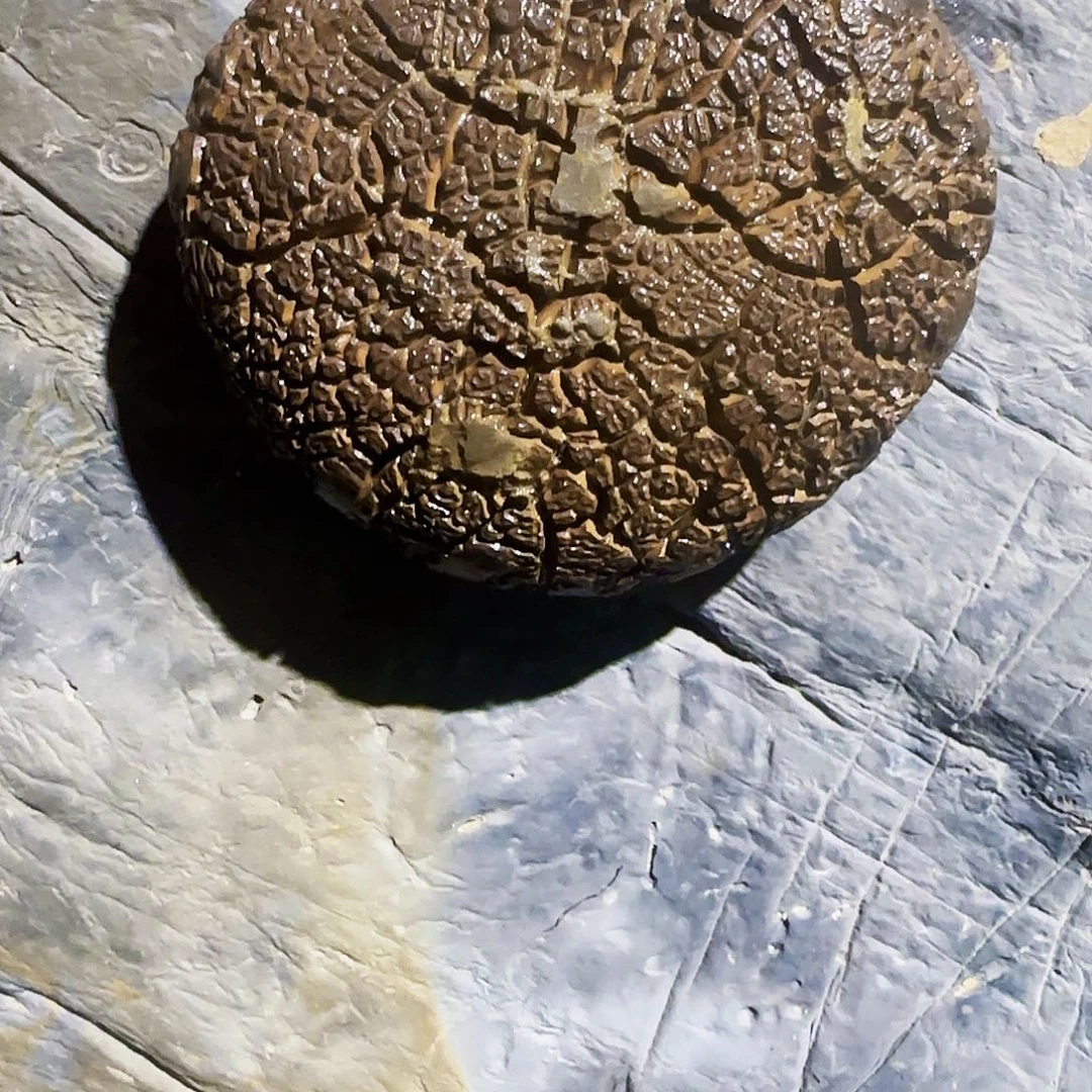 好***2石材龟纹纹石，玲珑石