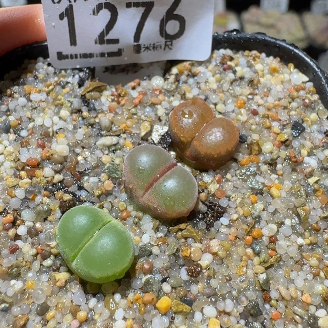 Sssss 好好看呀1276