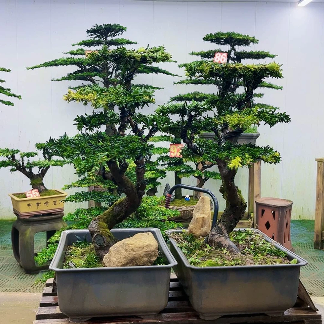 【闪购商品】无花朵