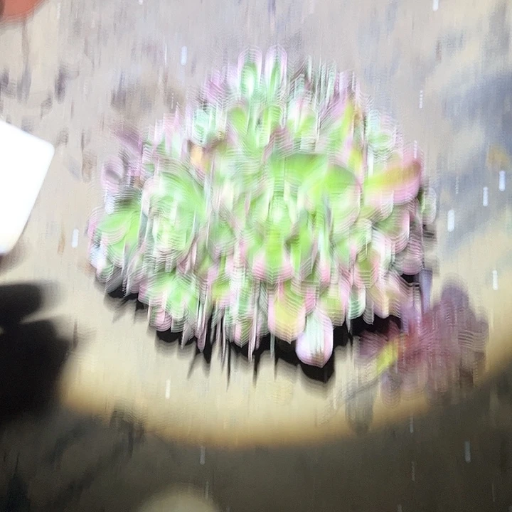 法师植物链接不售后44