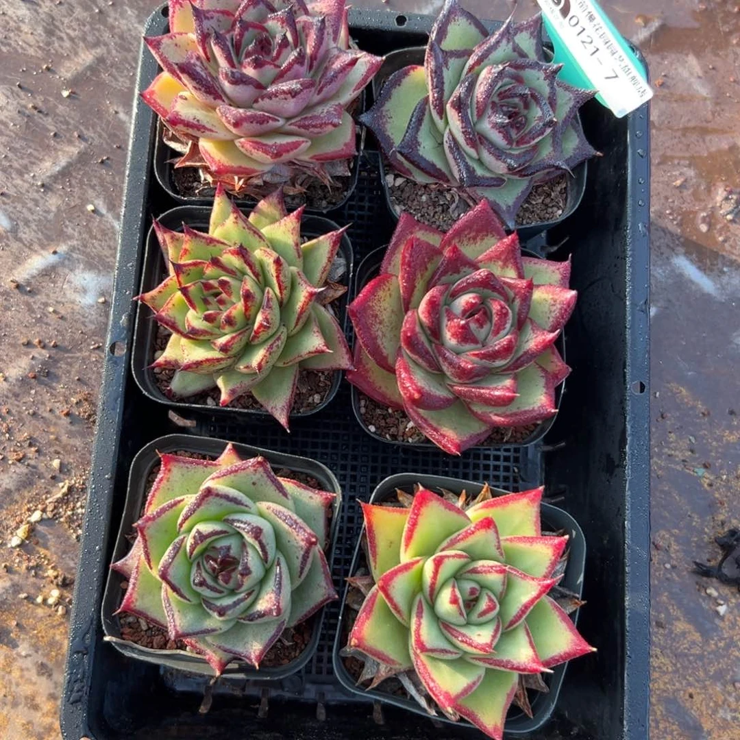 多肉一物一拍编号0121-7