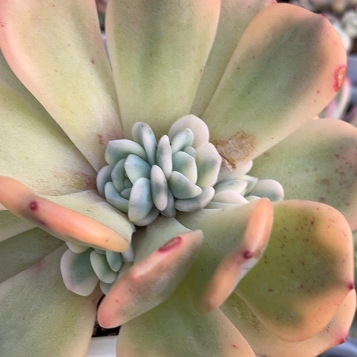 星影锦底座群生四头