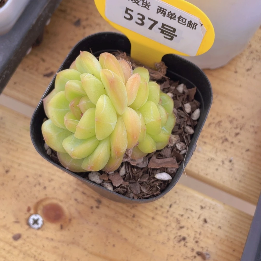 537号 绿透孤品糖心