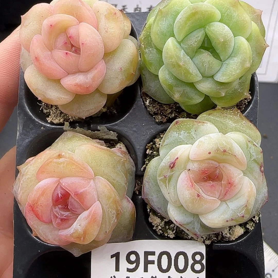 008四颗糖心组合一直