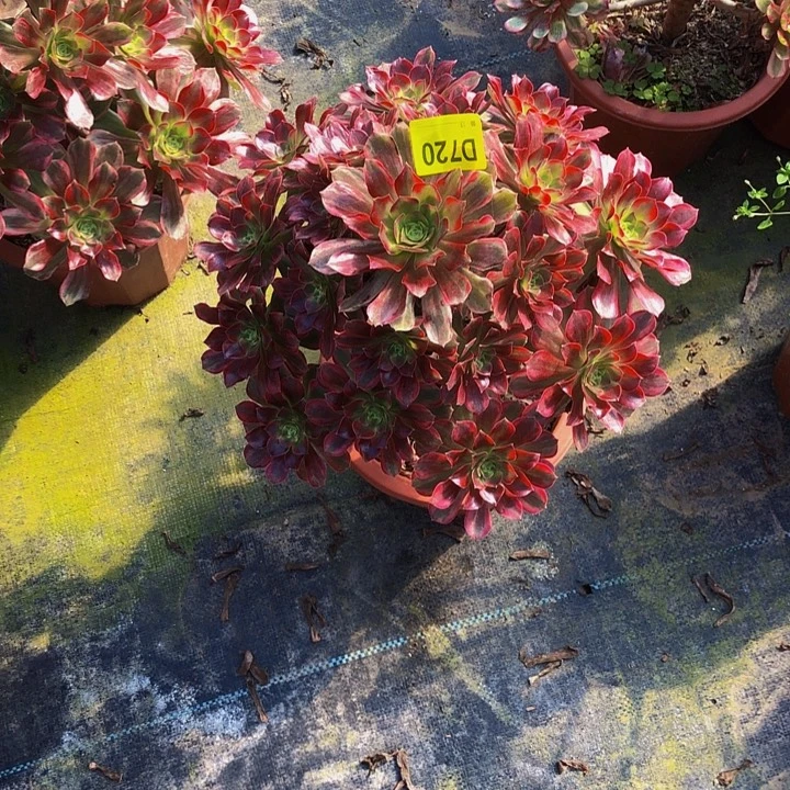 安娜多肉720000000000