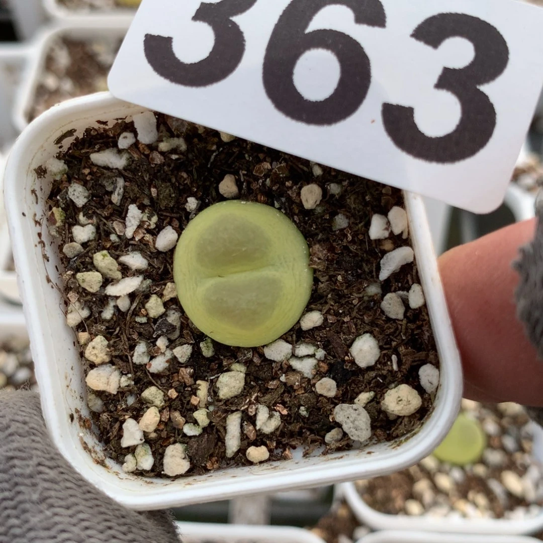 363紫皮拉登母本