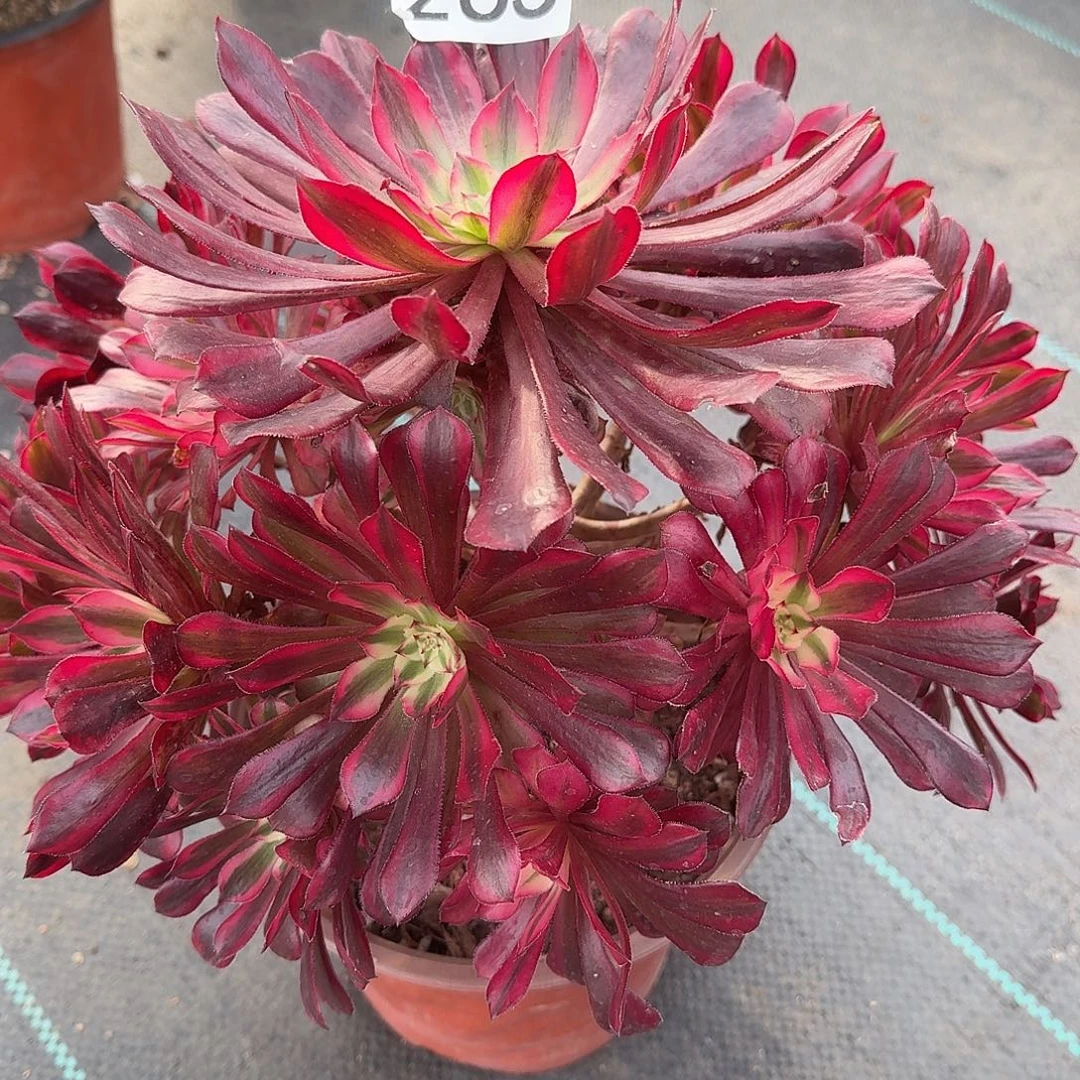 黑铜锦0000000000265