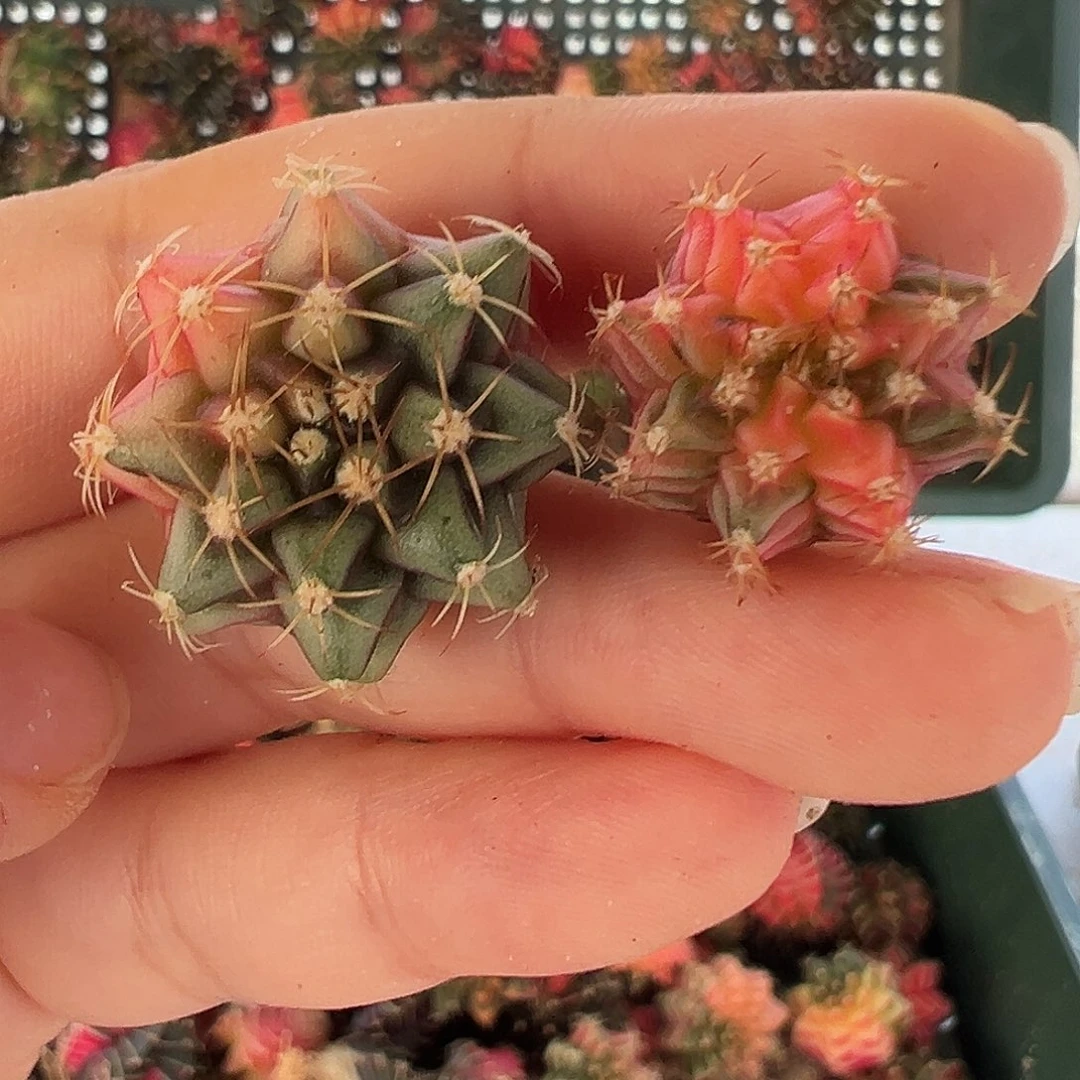 55 好看的米哈冲冲冲两颗