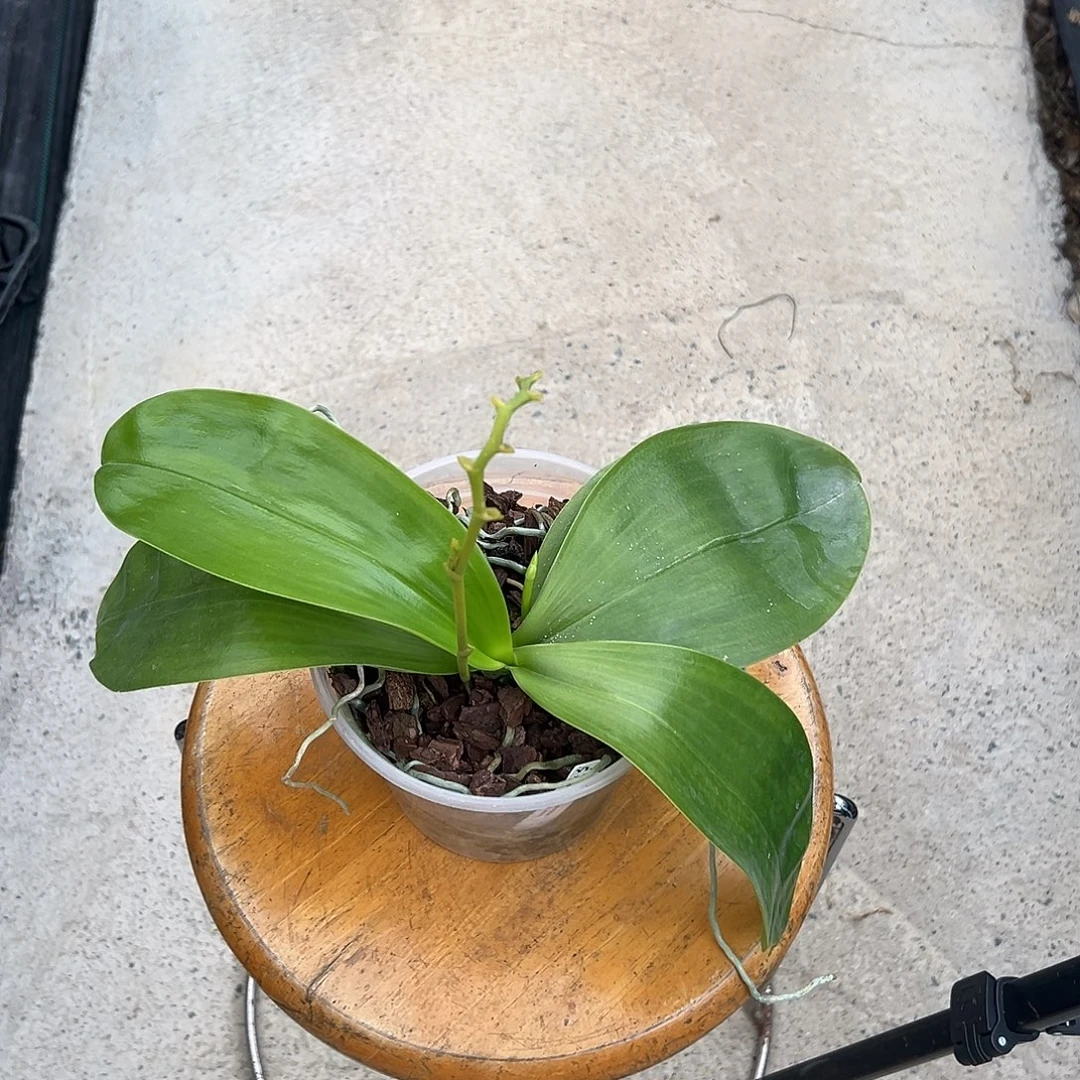 完全开放白花交珍妮弗