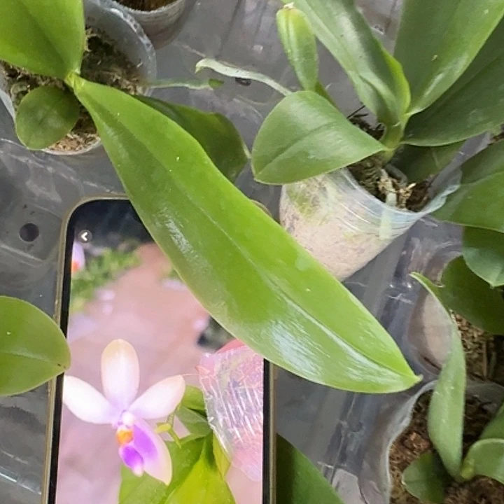 当前无花朵，栽培后可花朵白盾交贝1.7苗
