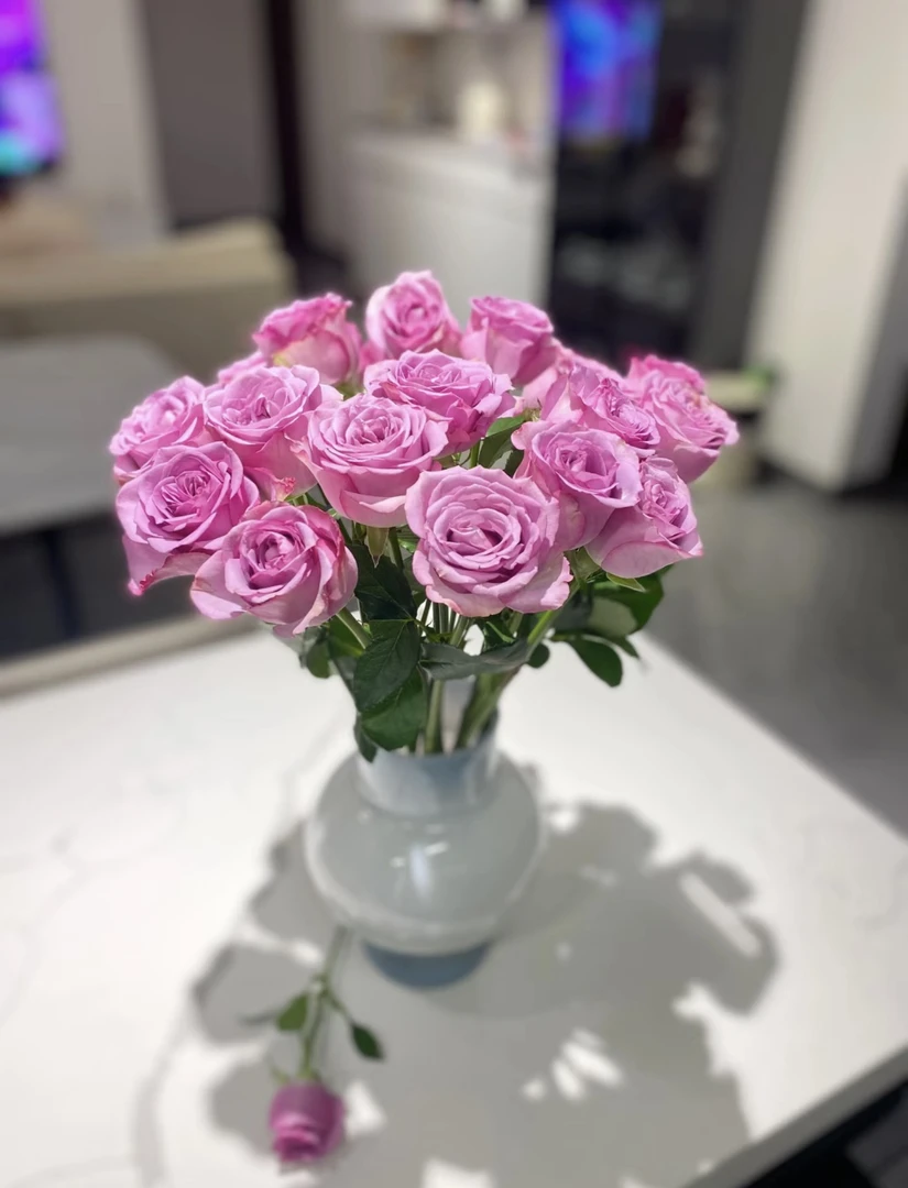 冷美人玫瑰10支55cm花农直发