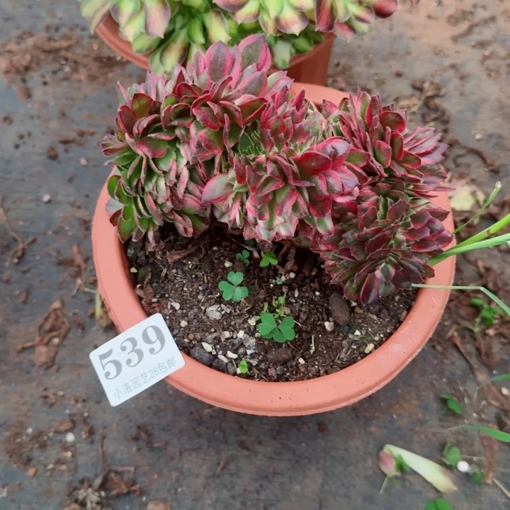 539荔枝缀化多肉植物满28包